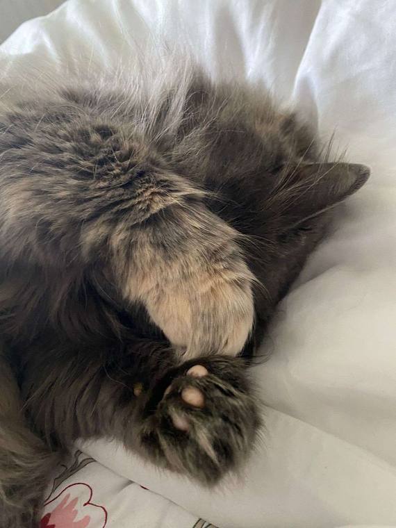 beans — photo 1