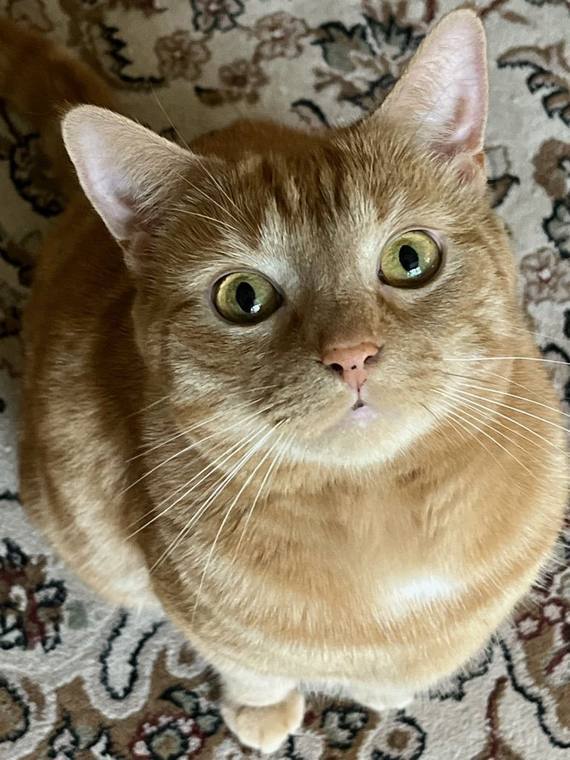 tofu — photo 1