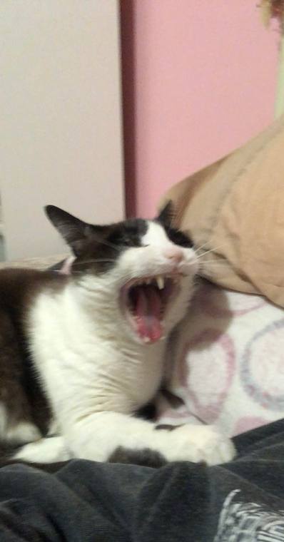 oreo — photo 1