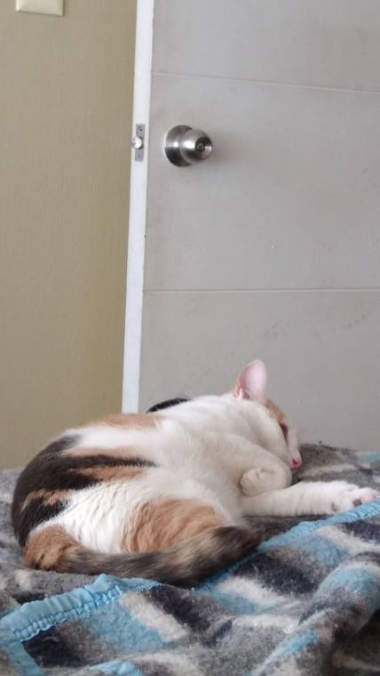 kiwi — photo 1